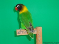 /album/galeria-de-fotos-personatas/aves-do-riscas-papagaio-domesticado-015-jpg/